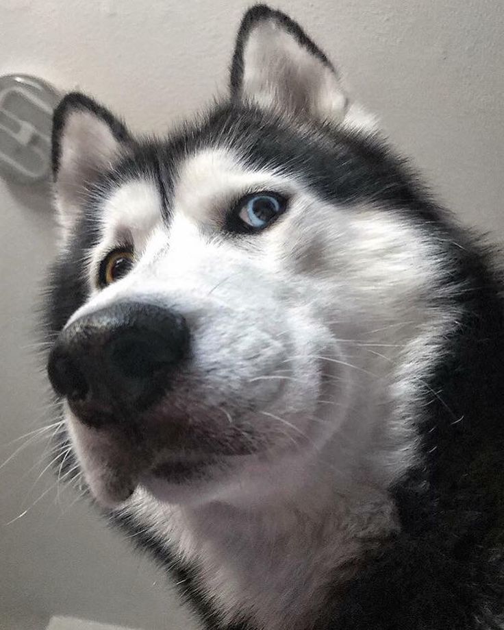 Image #1 from kiên như